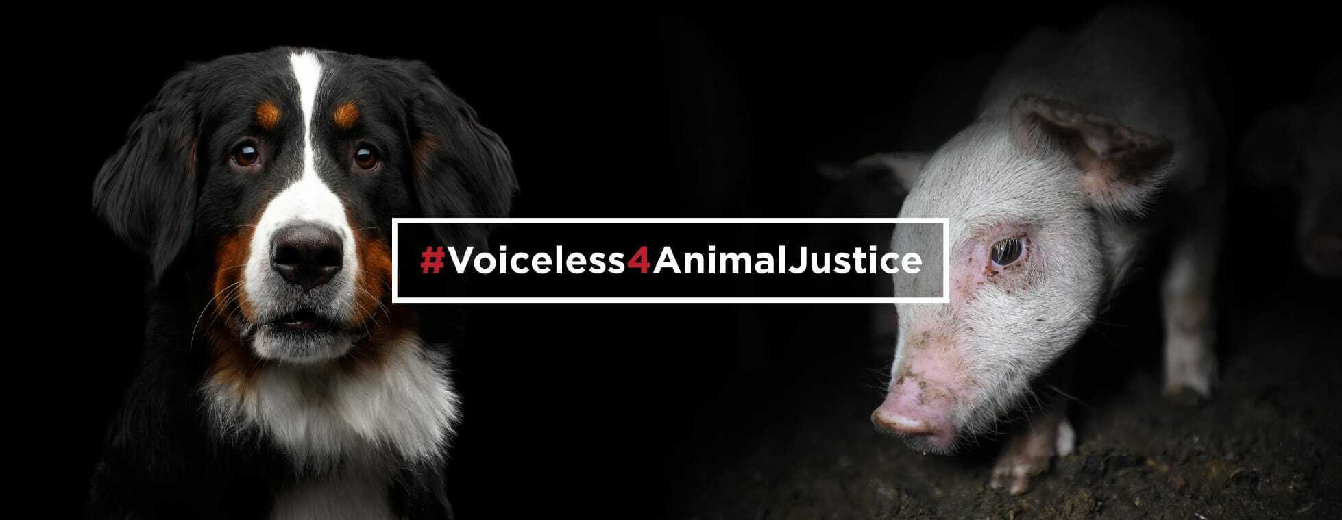 #Voiceless4AnimalJustice 2022